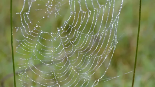 Spinne