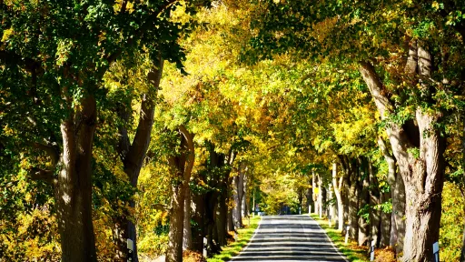 Allee