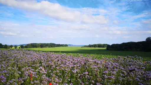 Sommerfeld