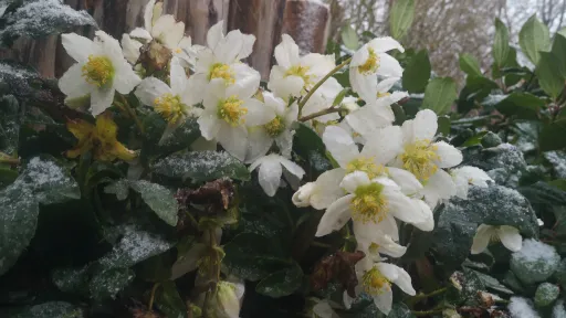 Die Schneerose