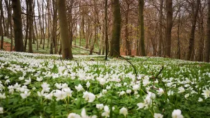 das Buschwindr&ouml;schen