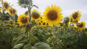 Sonnenblumen
