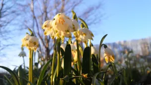 Märzbecher