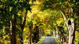 Allee