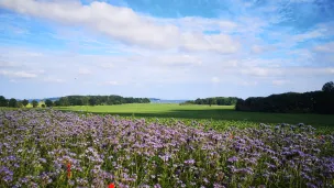 Sommerfeld