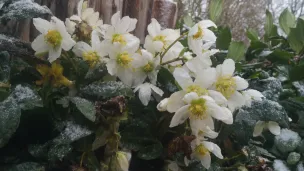 Die Schneerose